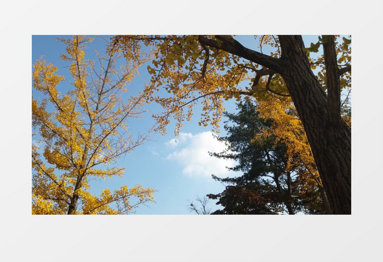 银杏树叶在风中不断飞舞实拍视频素材