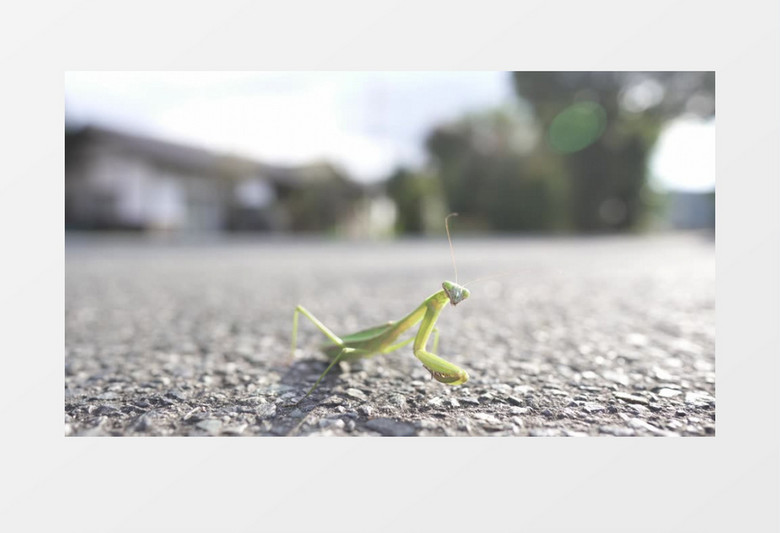 一只螳螂在地上四处张望实拍视频素材