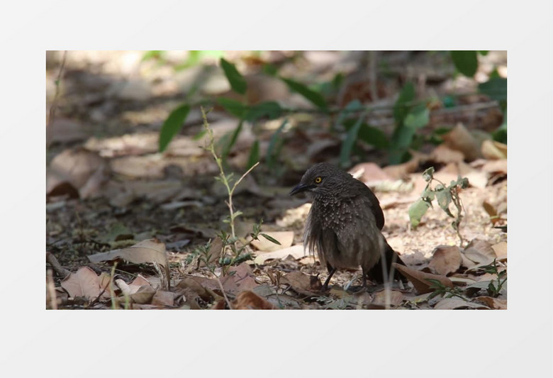 一只小鸟在地上整理羽毛实拍视频素材