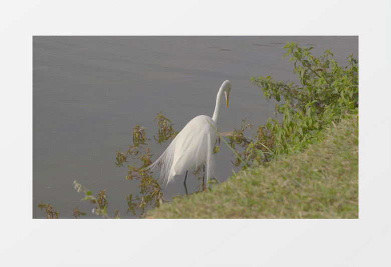 一只白鹭在水边整理羽毛实拍视频素材