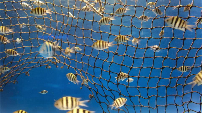 一群孟加拉国豆娘鱼在水中游泳实拍视频素材下载_mp4格式_熊猫办公