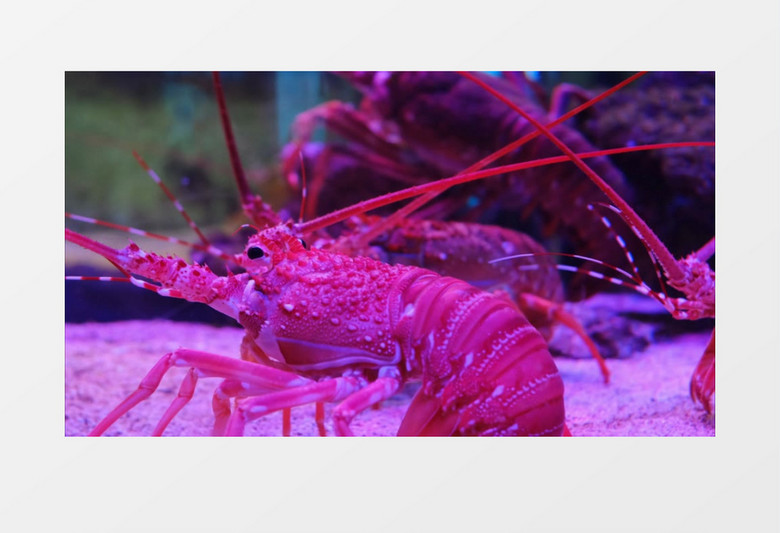 一群红色的龙虾在水底张望实拍视频素材