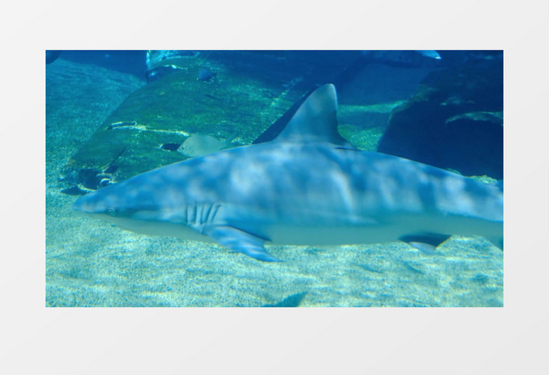 几只鲨鱼和鱼群在水中游行实拍视频素材