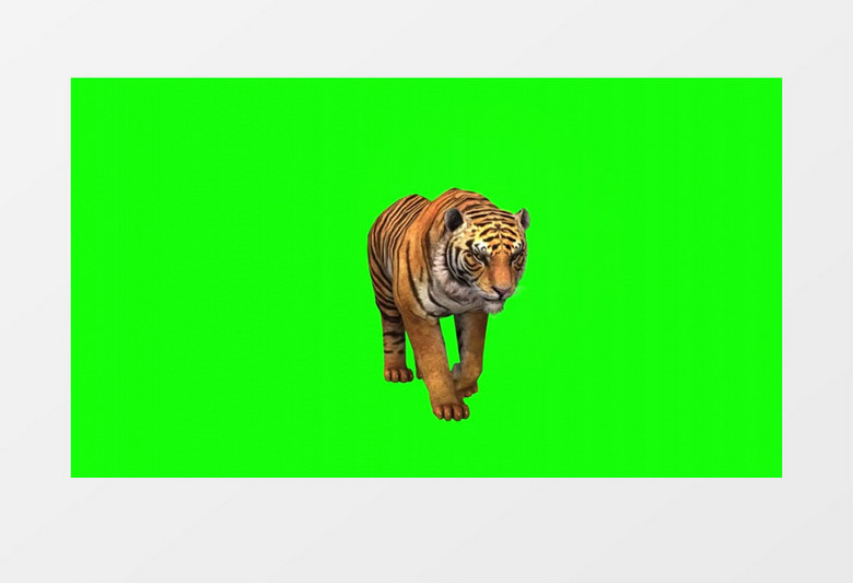 老虎多角度绿幕视频素材