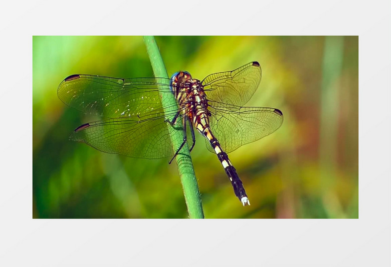一只蜻蜓趴在枝干上觅食实拍视频素材