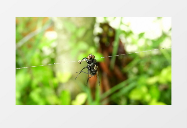 一只蜜蜂被挂在了蜘蛛网上实拍视频素材