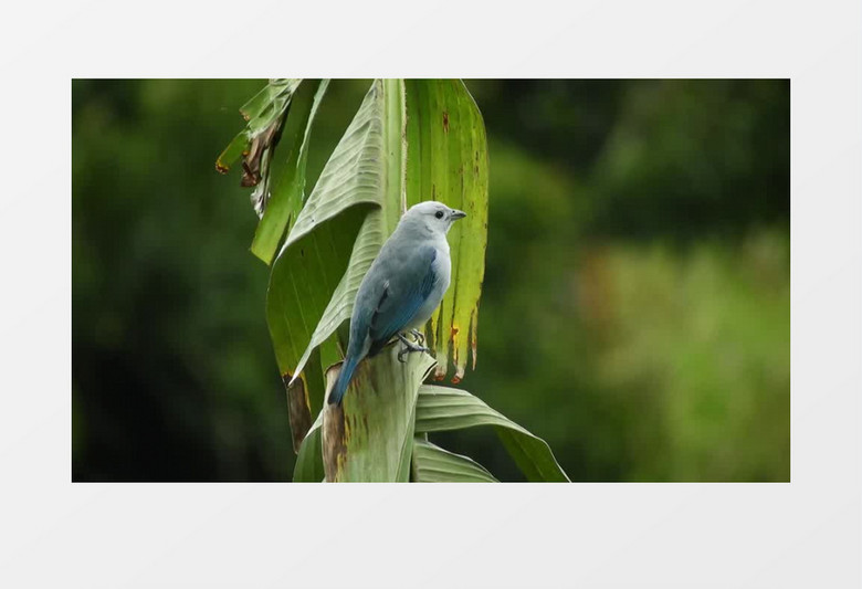 一只小鸟站在芭蕉叶上四处张望实拍视频素材