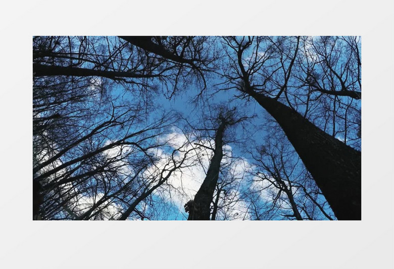 蓝天白云下的参天大树实拍视频素材