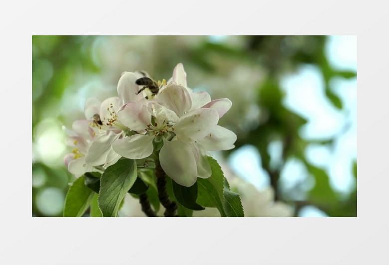 两只蜜蜂在花蕊中采蜜实拍视频素材
