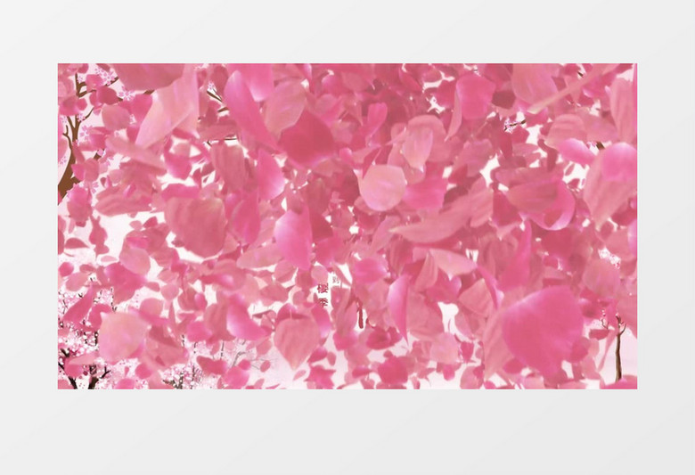 温暖樱花节春日赏樱片头宣传pr模板