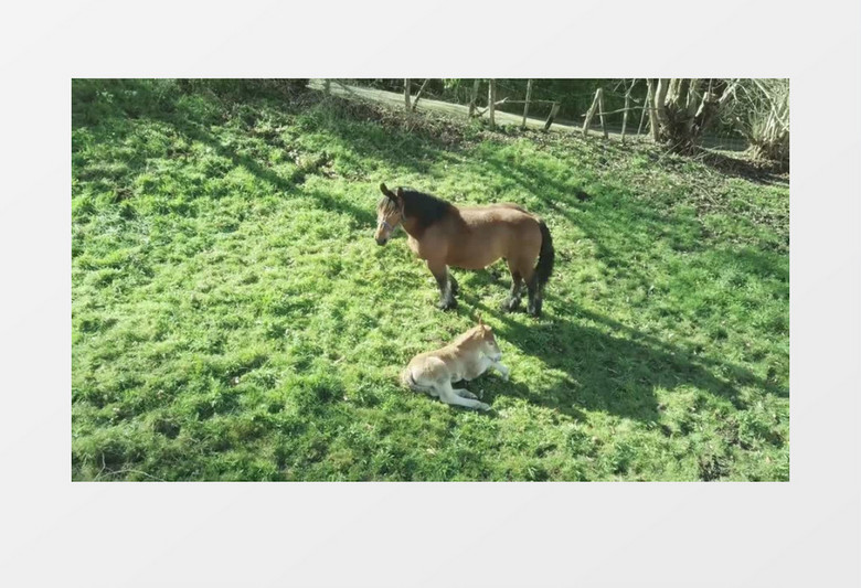 两匹马在草地上玩耍实拍视频素材