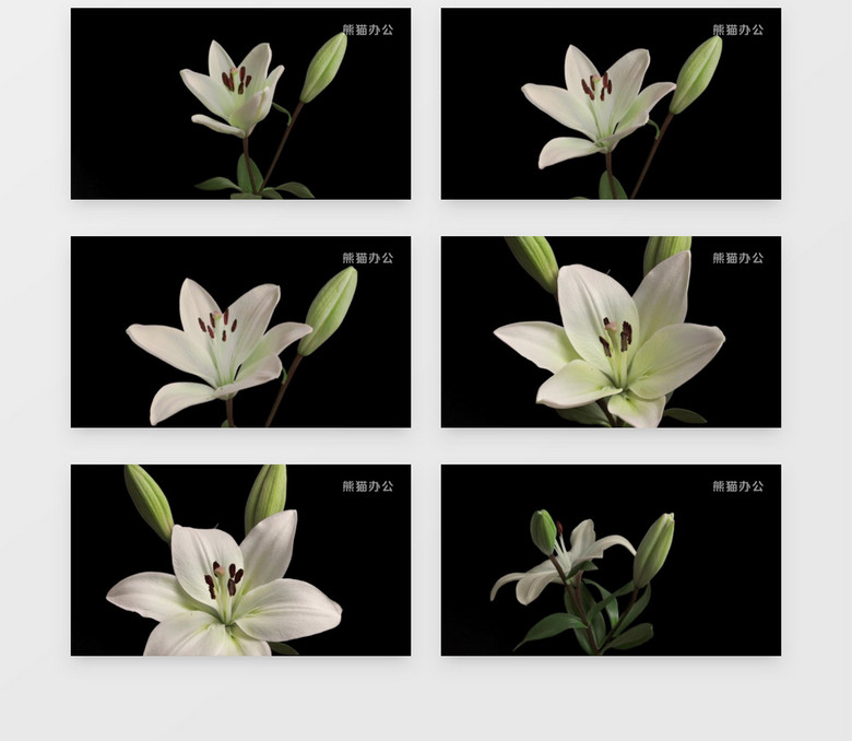 延时拍摄百合花的绽放过程实拍视频素材