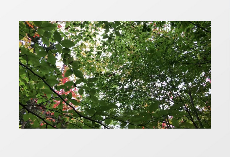 春夏秋冬美丽景色实拍背景视频