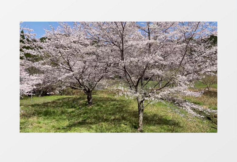 蓝天下迎风绽放的樱花树实拍视频素材