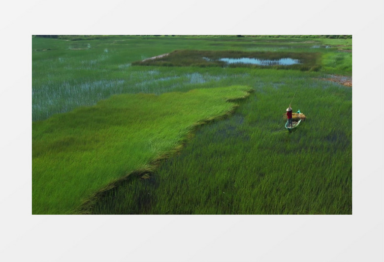 一个人在湖中的芦苇荡上划船实拍视频素材