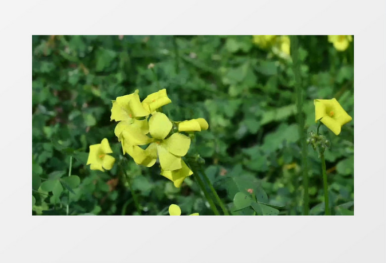 春夏秋冬迷人的景色实拍背景视频