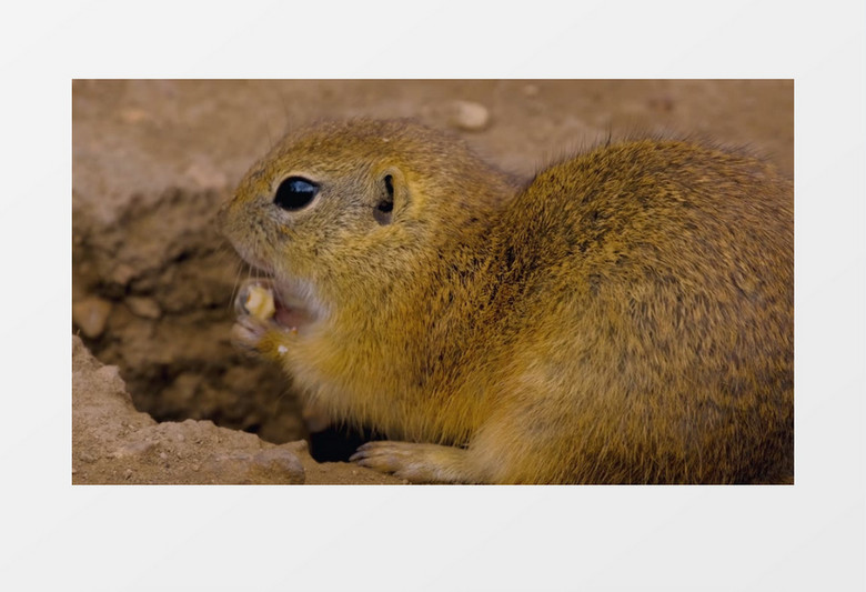 一只小松鼠在吃坚果实拍视频素材