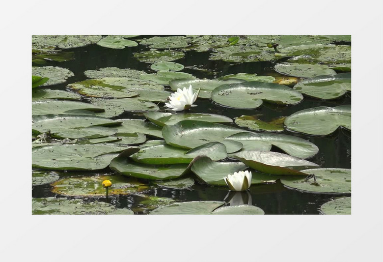 漂浮在水面上的荷叶和莲花实拍视频素材