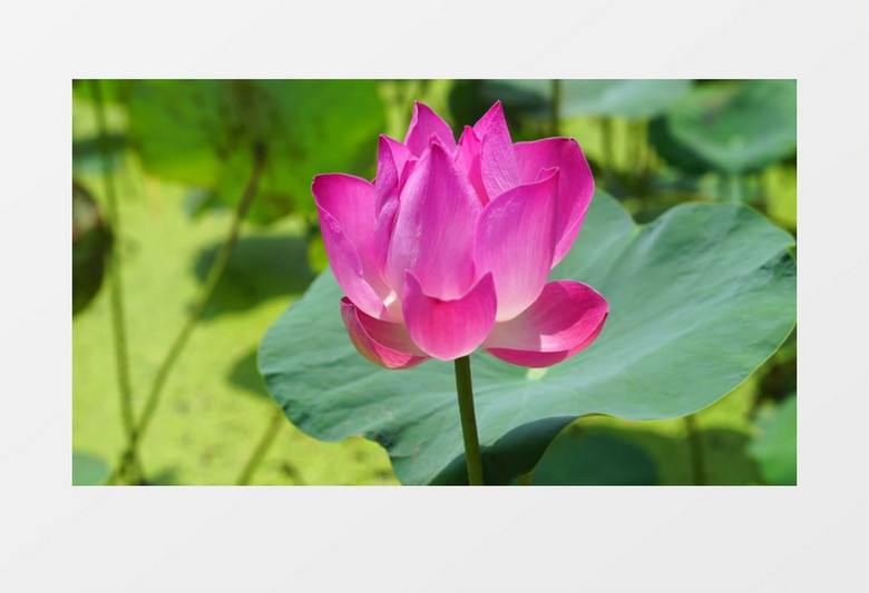 一朵粉色的莲花在随风飘动实拍视频素材