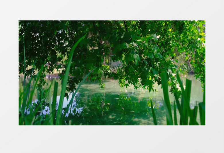 绿叶倒影在水面上实拍视频素材