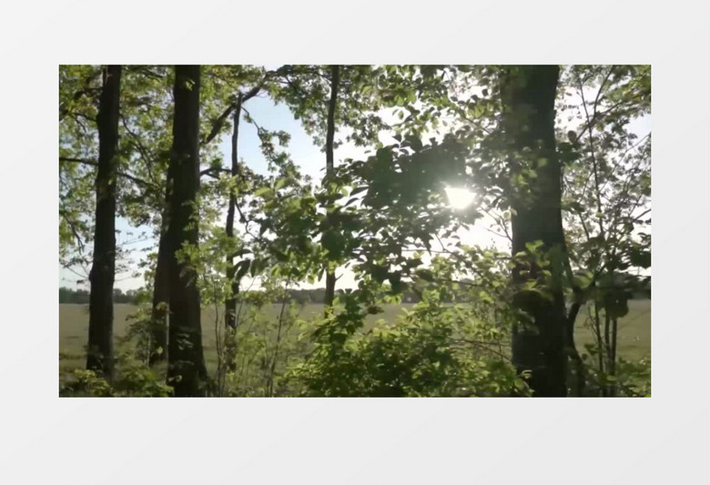 阳光透过树缝飘洒出来实拍视频素材