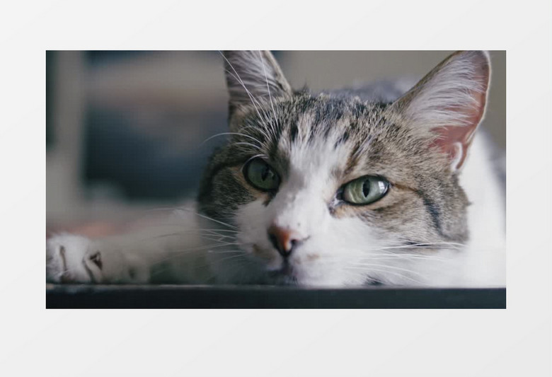 小花猫在地板上玩耍实拍视频素材