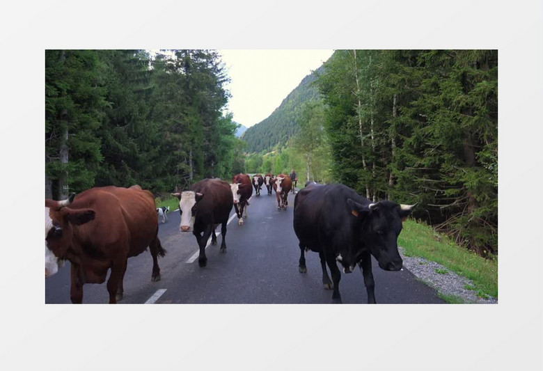 一群牛在马路上行走实拍视频素材