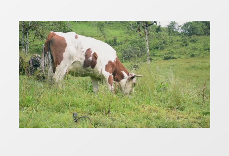 一头牛在草地上悠闲的吃草实拍视频素材