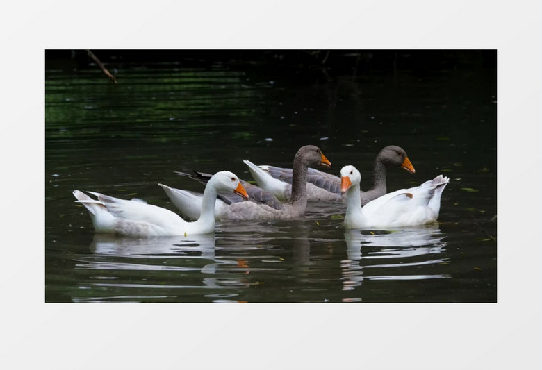 一群鸭子在水中嬉戏实拍视频素材