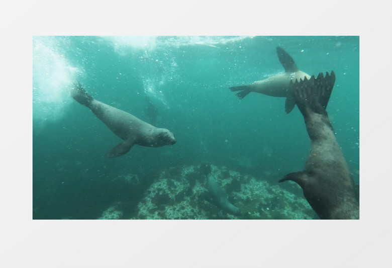 几只海豹在海洋里自由穿梭实拍视频素材实拍视频素材