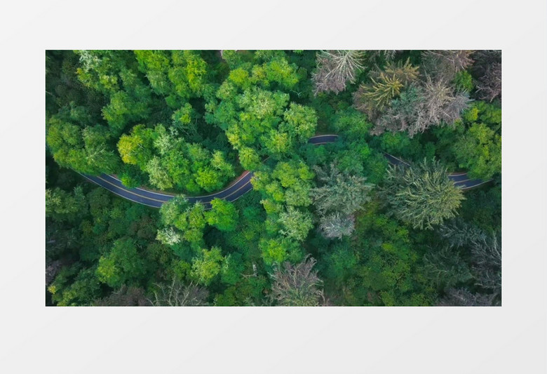 蜿蜒在丛林中的道路实拍视频素材