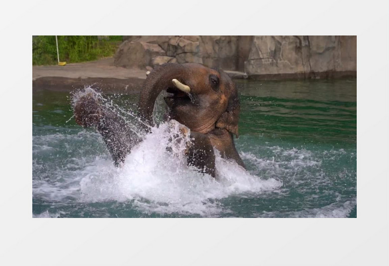 大象在水里嬉戏玩耍实拍视频素材