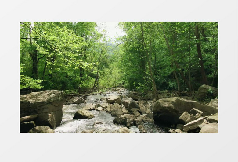 丛林中潺潺流淌的溪水实拍视频素材