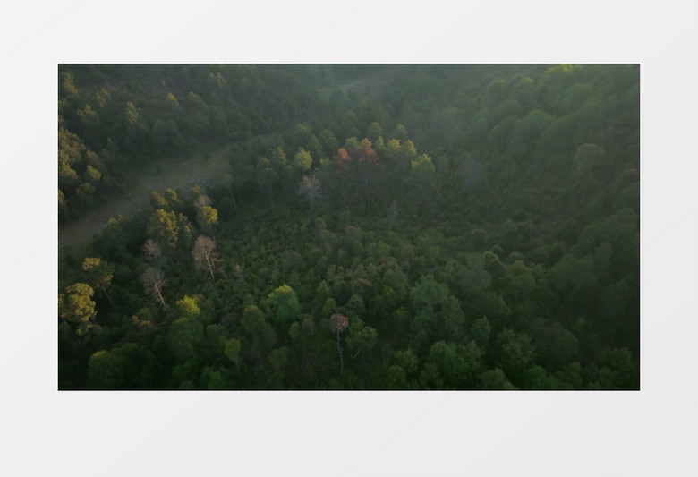 航拍茂盛的丛林和氤氲的雾气实拍视频素材