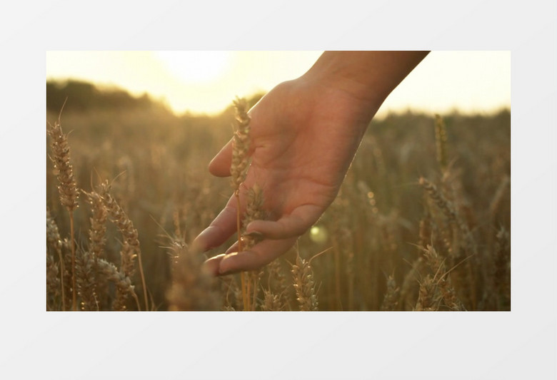 一双手轻浮成熟的小麦实拍视频素材