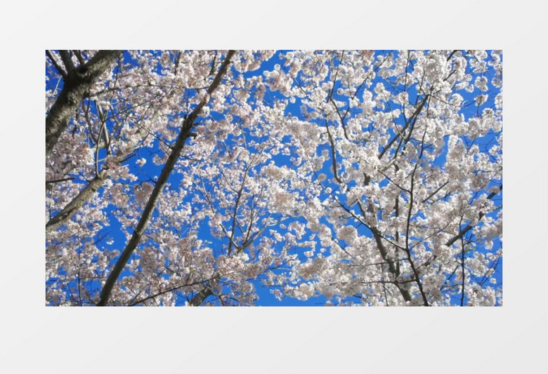 仰拍蓝天下的樱花树实拍视频素材