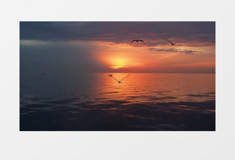 海鸥在夕阳照耀的湖面上飞行实拍视频素材