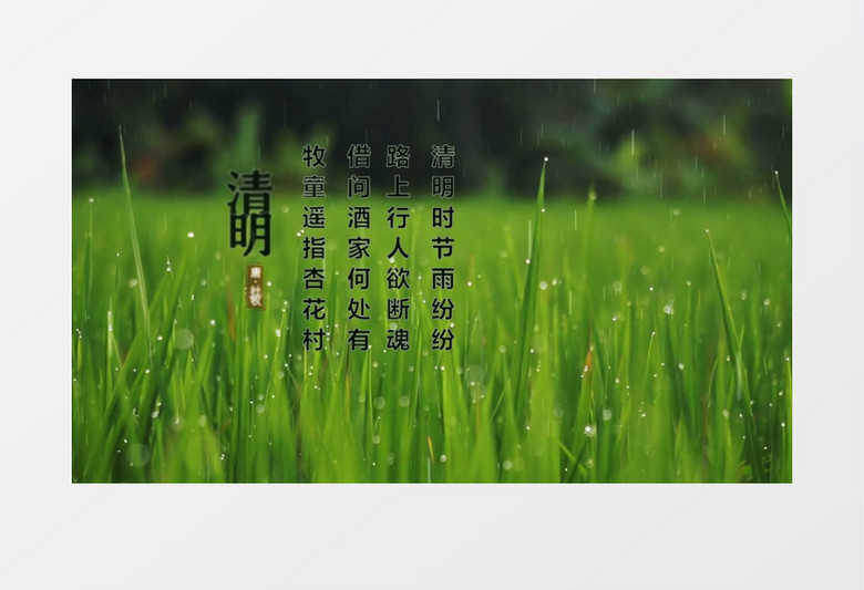清新二十四节气之清明节宣传片头AE模板
