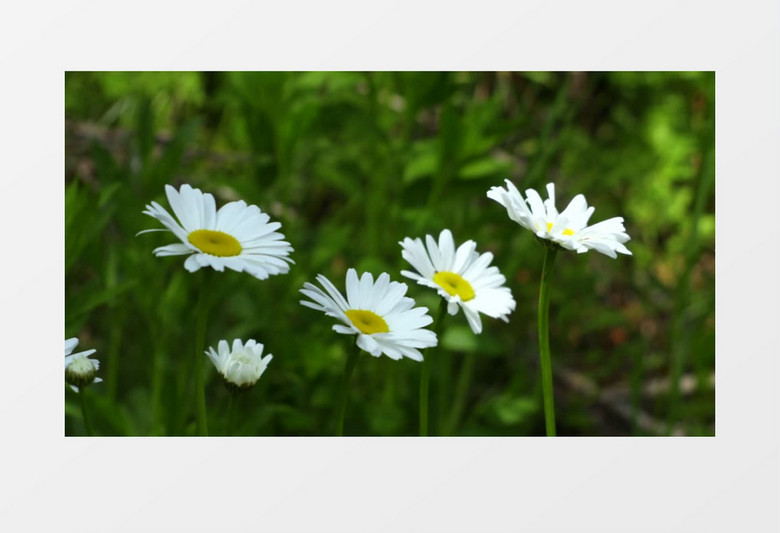 被风吹拂的小雏菊实拍视频素材