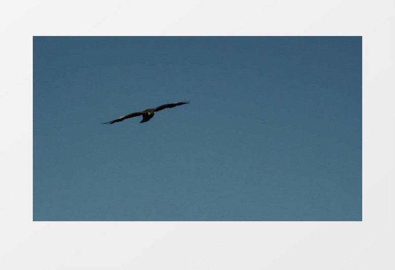老鹰在天空翱翔实拍视频素材