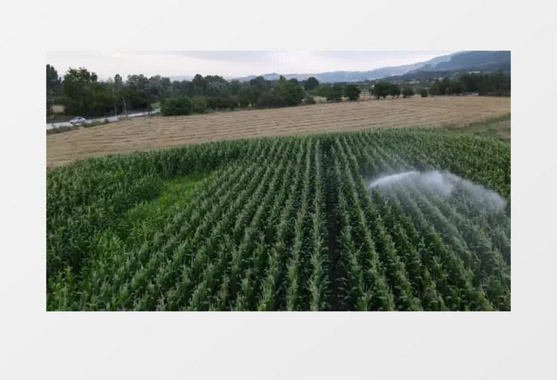 灌溉玉米地实拍视频