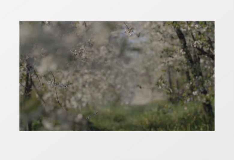 花树背景实拍电子相册ae视频模板