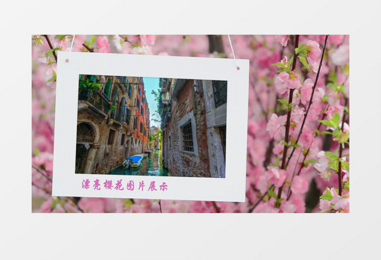 漂亮樱花展示照片集视频AE模板