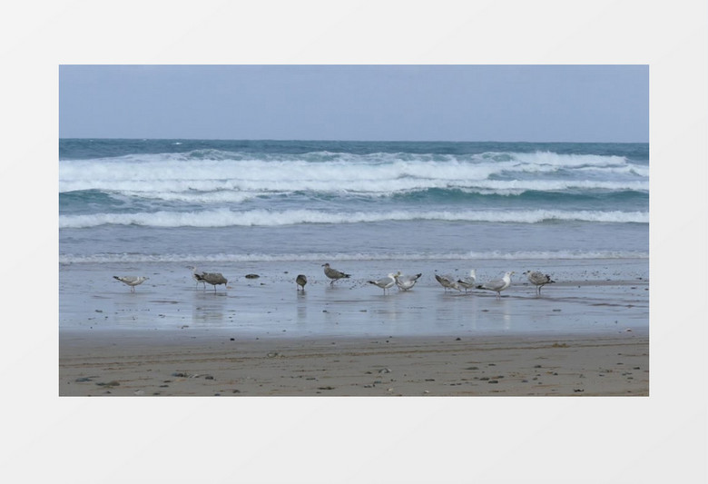 白天户外海滩沙滩海鸥觅食嬉戏实拍视频素材