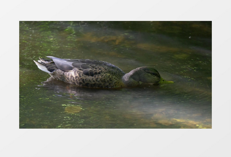 池塘里玩耍的鸭子近距离高清实拍视频素材