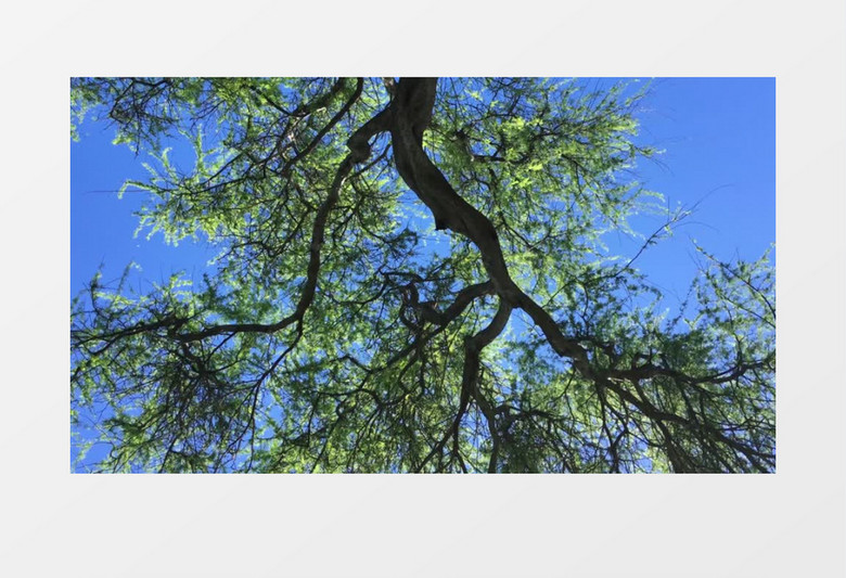 蓝天下的大树背景视频（有音乐）
