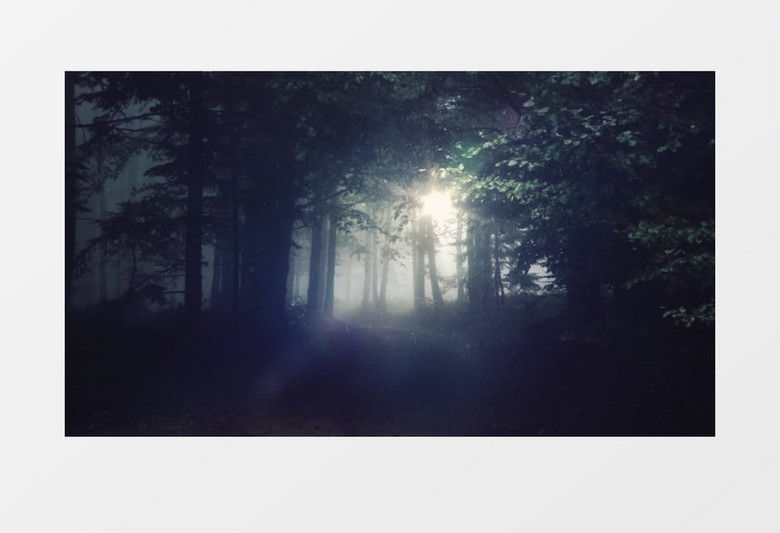 静谧的阳光森林背景视频（有音乐）
