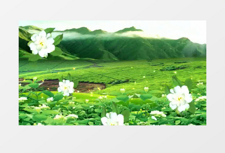 唯美绿色落叶茉莉背景视频(有音乐)