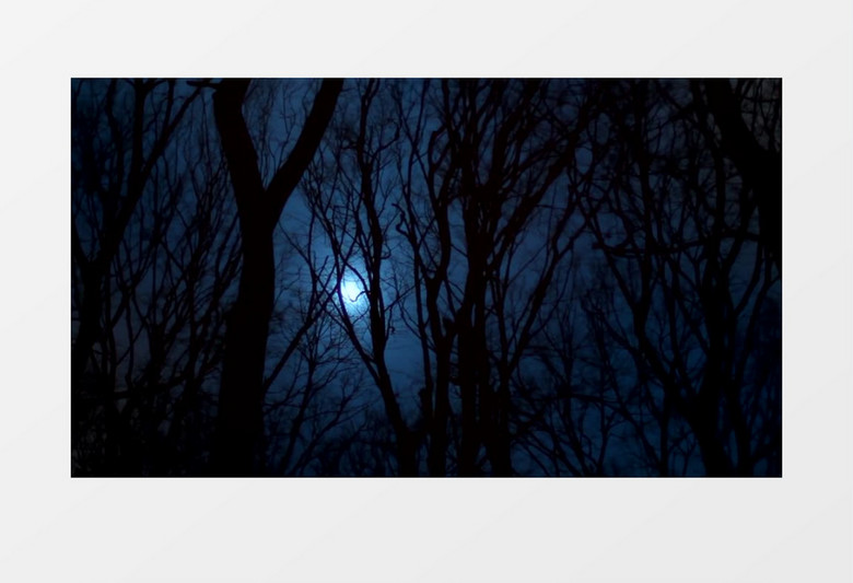 黑夜树林月光背景视频（有音乐）