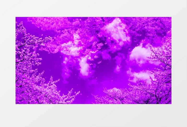 唯美紫色樱花背景视频（有音乐）